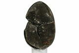 Bargain, Septarian Dragon Egg Geode - Black Crystals #172808-1